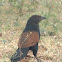 Crow-pheasant or Greater Coucal