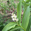 Starry False Solomon's Seal