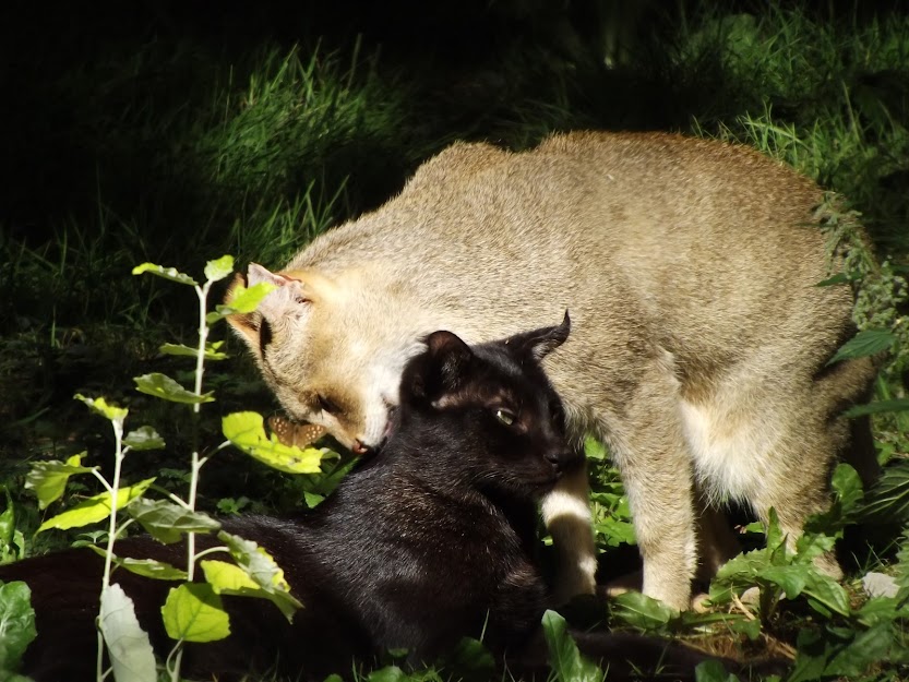 Chats des marais (dont phénotype noir), Parc des Félins - Tous droits réservés