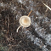 Unknown Spotting ( Mushroom )