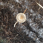 Unknown Spotting ( Mushroom )