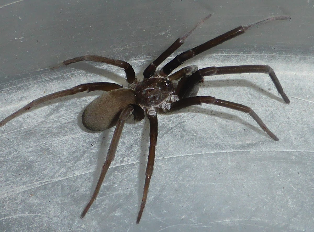 Southern House Spider