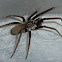 Southern House Spider