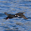 Surf scoter