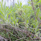 Lavanda  ( Lavandula )