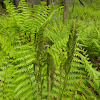 Cinnamon Fern