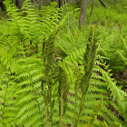 Cinnamon Fern