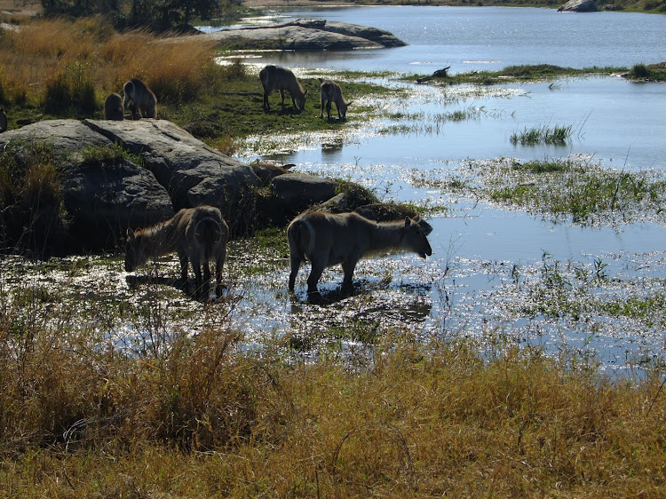 Waterbuck in the Kruger National Park.