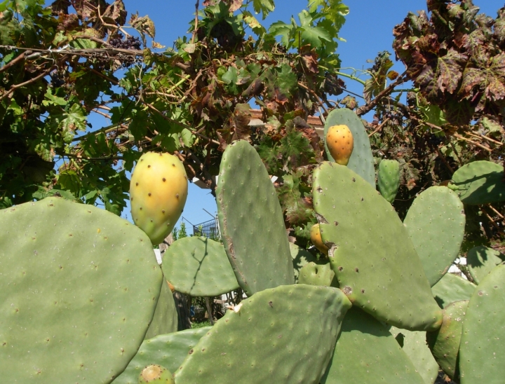 Fichi d'india di tukutela