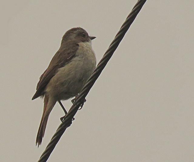 Grey Bush Chat (Female)