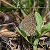 Pale Grass Blue