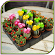 Download Cactus Plant Design For PC Windows and Mac