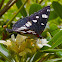 Southern white admiral