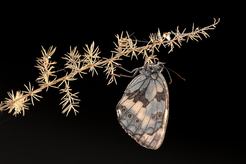 Melanargia galathea di manrico