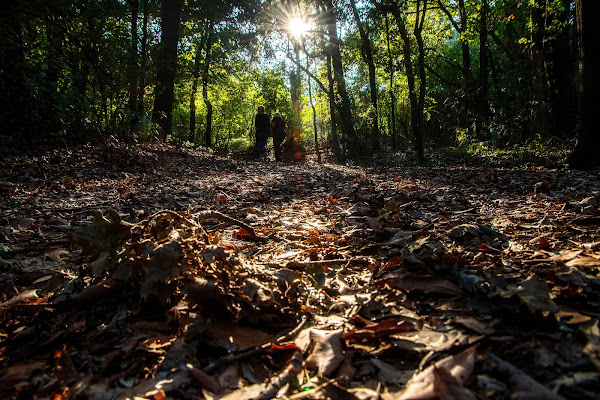 passeggiando nel bosco di Luporosso