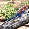 Red Headed Rock Agama