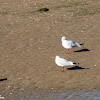 Black-headed Gull