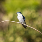 Andorinha-do-rio(White-winged Swallow)