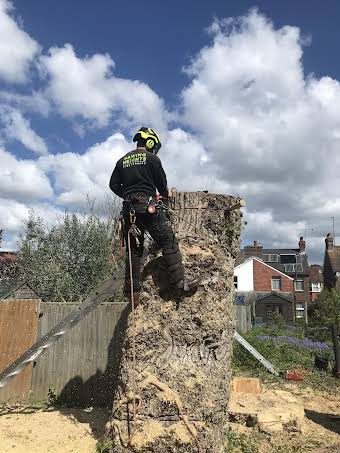 Tree removal  album cover