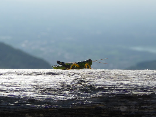 Salto o non salto? di Laucol