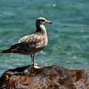 Glaucous-winged Gull