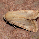 Bordered Straw