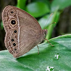 Burmese Bushbrown