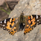 Painted Lady