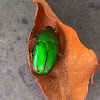 Flower chafer