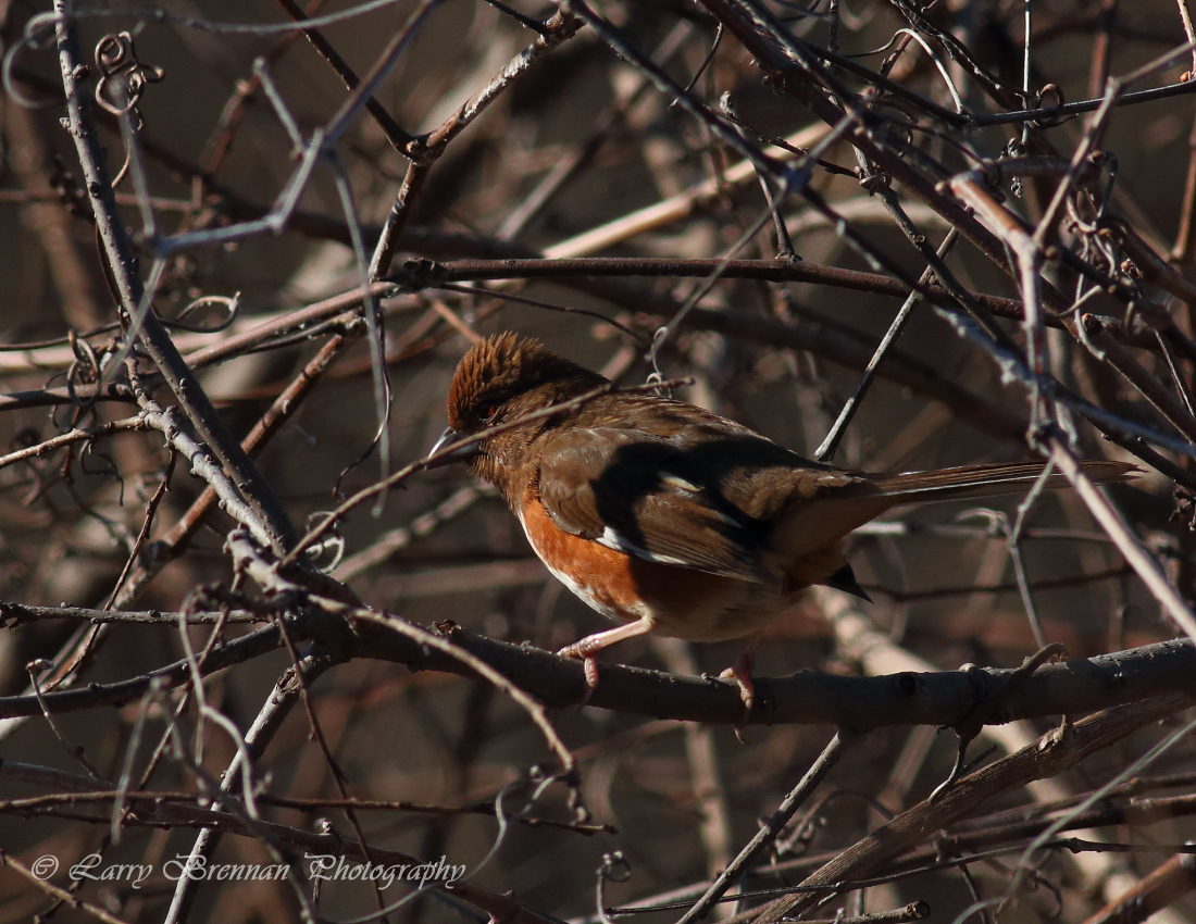 Eastern Towhee