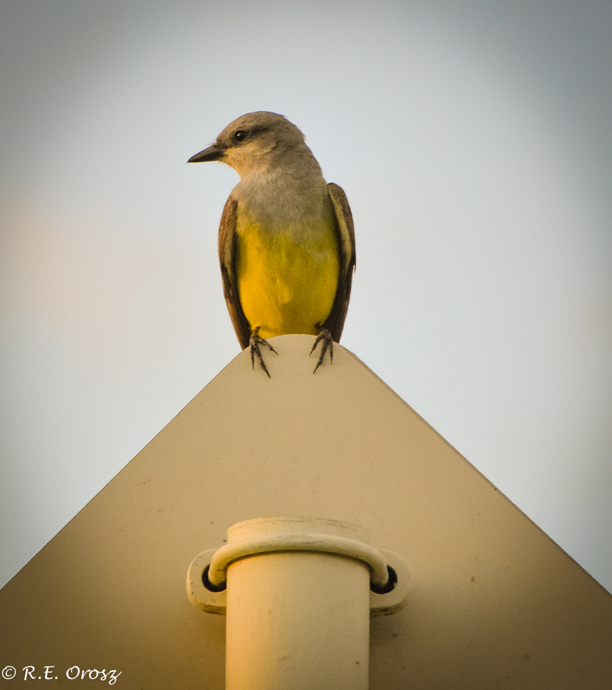 Couch's Kingbird