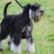 Miniature Schnauzer Dogs Theme  Icon