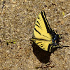 Two tailed Swallowtail