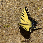 Two tailed Swallowtail