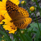 Great Spangled Fritillary