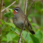 Siberian Rubythroat