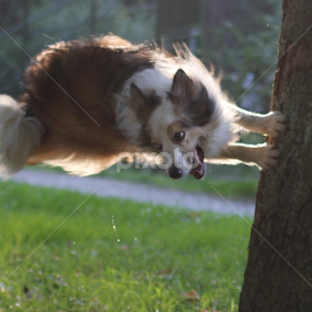 Against the gravity by Igor Fabjan - Animals - Dogs Running ( brown border colie, border colie, dogs jump, dog and trunk, dog on the tree )