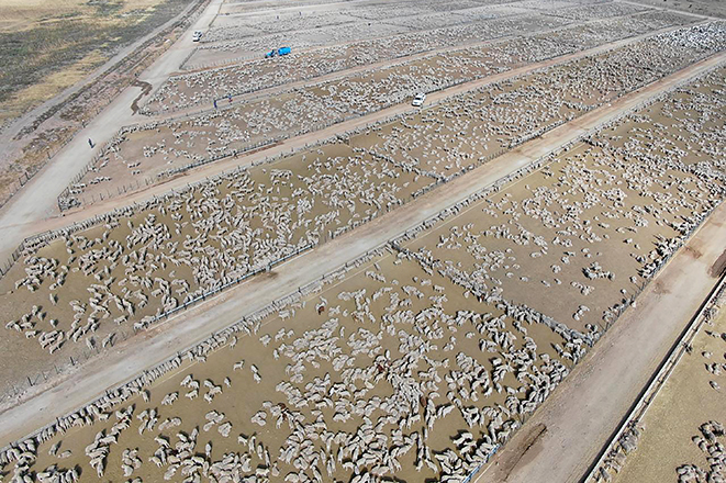 Thousands of sheep were kept at the Berlin feed lot before their shipment to Kuwait in 2019.