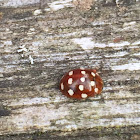 14 spot cream ladybird