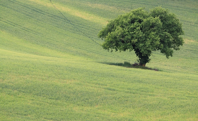 Nel Verde di fabrizioolivi