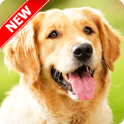 Golden Retriever Wallpaper  Icon