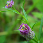 Purple Milkwort