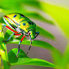 Jewel bug