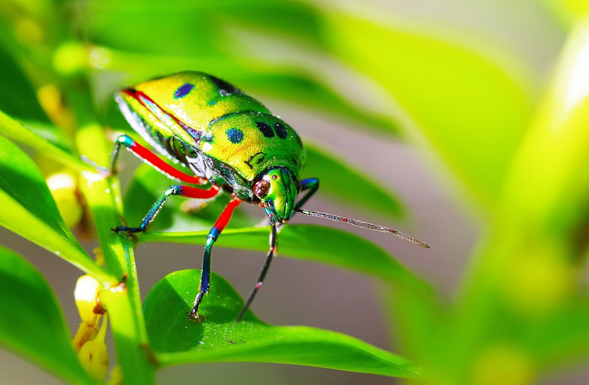 Jewel bug