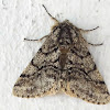 Geometridae moth