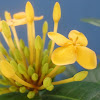 Yellow Ixora