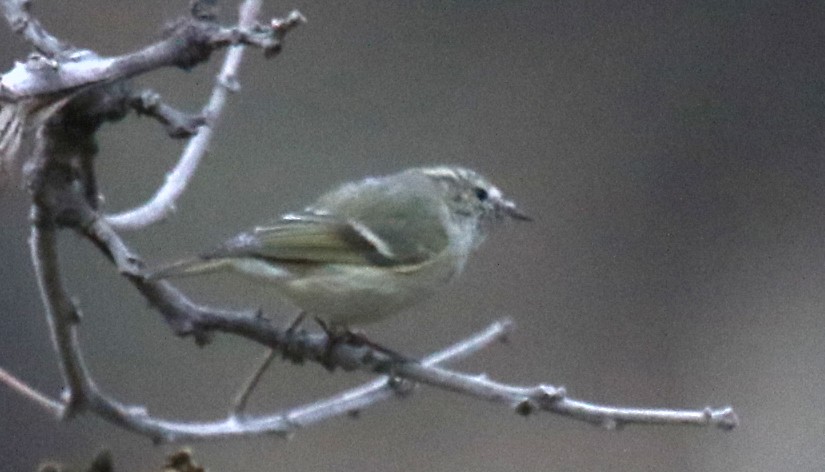 Yellow browed warbler