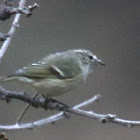 Yellow browed warbler