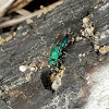 Cuckoo wasp