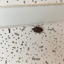 Brown Marmorated Stink bug